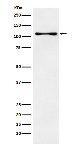 CENPC Rabbit mAb