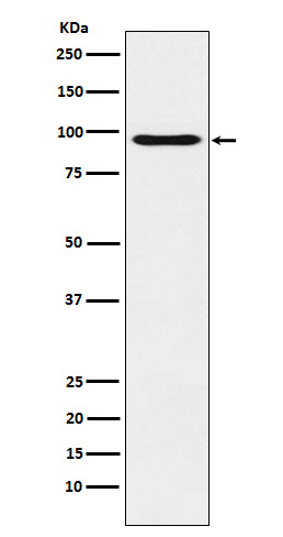 Oct-1 Rabbit mAb