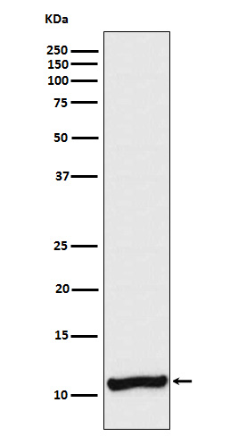 Cellubrevin Rabbit mAb