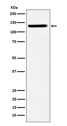 SF3B3 Rabbit mAb