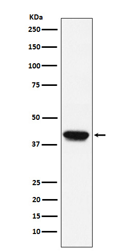 Biglycan Rabbit mAb