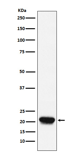 RHEB Rabbit mAb