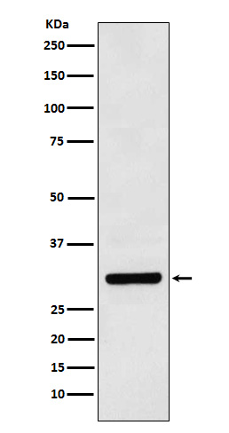 Bcl10 Rabbit mAb