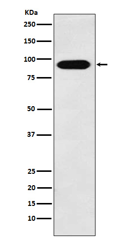 Cullin4A Rabbit mAb