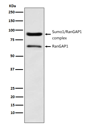 RanGAP1 Rabbit mAb