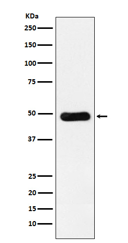 RbAp48 Rabbit mAb