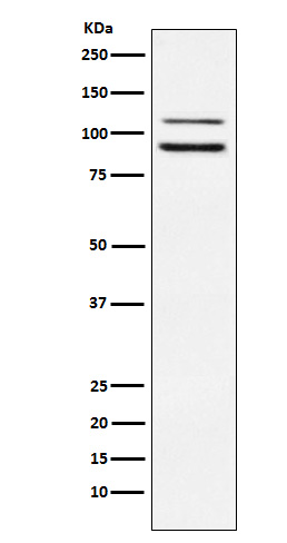 ILF3 Rabbit mAb