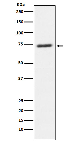 SENP1 Rabbit mAb