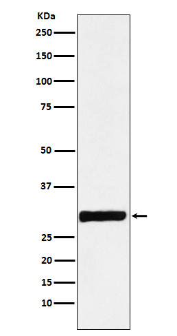 Annexin IV Rabbit mAb