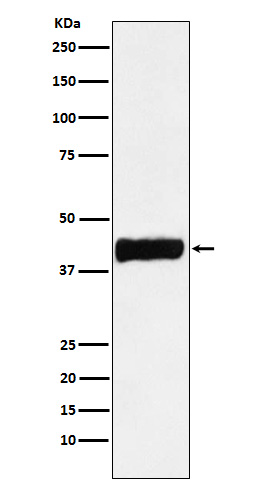 Creatine kinase B type Rabbit mAb