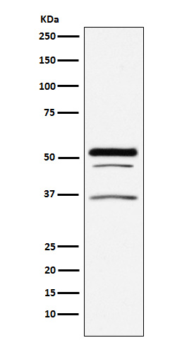 PIST Rabbit mAb