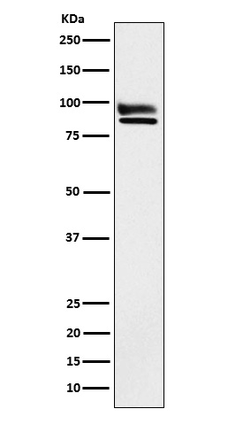 OS9 Rabbit mAb