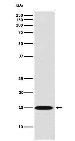 Galectin 7 Rabbit mAb