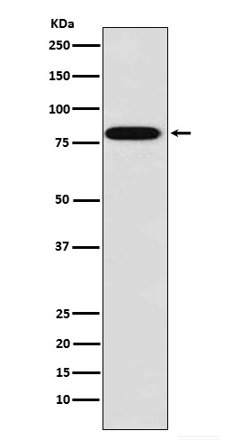 Zyxin Rabbit mAb