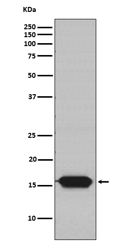 GRIM19 Rabbit mAb