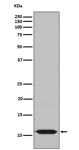 HSP10 Rabbit mAb