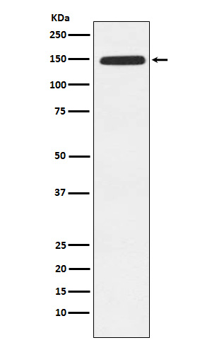 Xanthine Oxidase Rabbit mAb