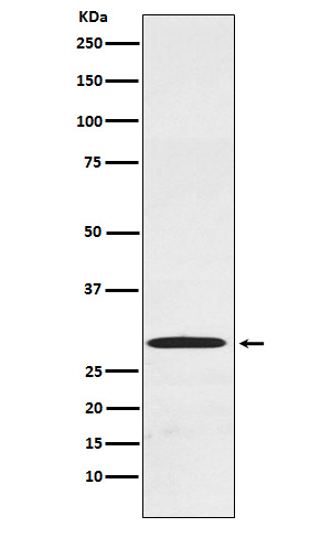 Cdx1 Rabbit mAb