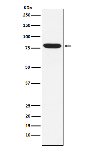 IKBKE Rabbit mAb