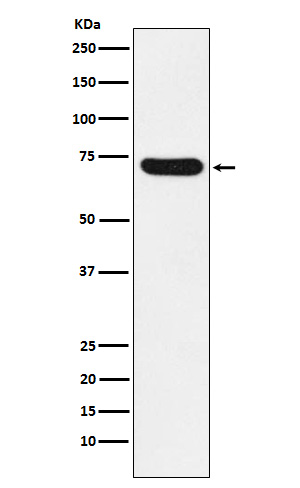 NOXA2/p67phox Rabbit mAb