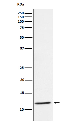 DAP12 Rabbit mAb