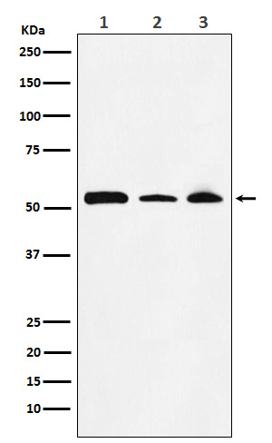 NONO / p54nrb Rabbit mAb