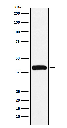 Bub3 Rabbit mAb