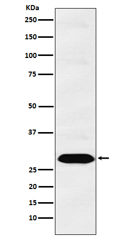 PSMA1 Rabbit mAb