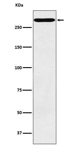 CD35 Rabbit mAb