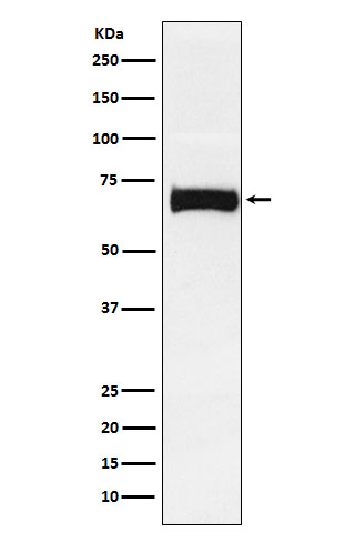 Nectin 2 Rabbit mAb