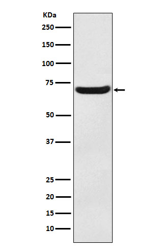 EAAT3 Rabbit mAb