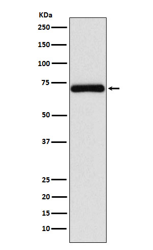 Frizzled 8 Rabbit mAb