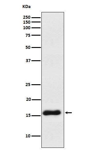 VAMP1 Rabbit mAb