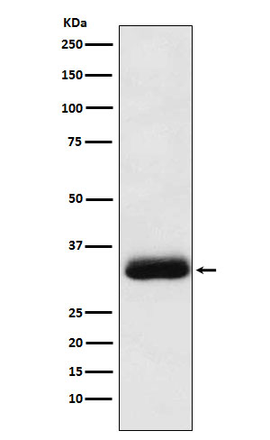 RACK1 Rabbit mAb