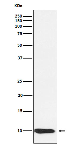 BANF1 Rabbit mAb