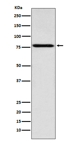 Coilin Rabbit mAb