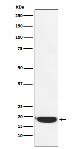 PERP Rabbit mAb