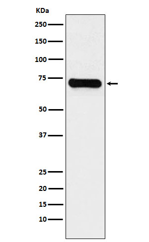 LysRS Rabbit mAb