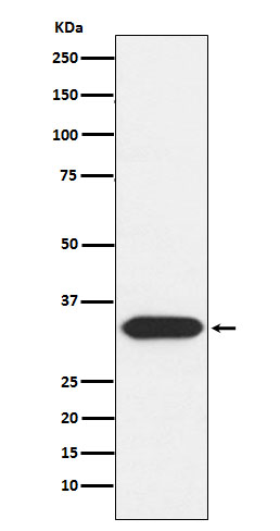 Syntaxin 3 Rabbit mAb