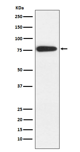 MARK2 Rabbit mAb