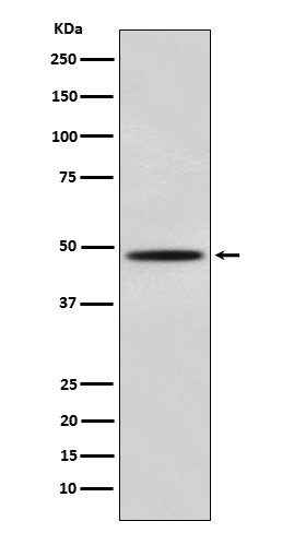 MyoD Rabbit mAb