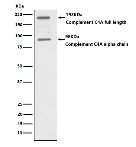 C4A Rabbit mAb