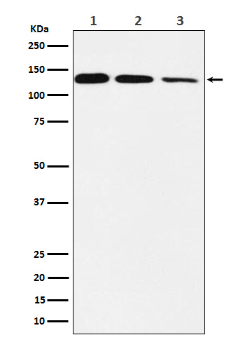 POLD1 Rabbit mAb