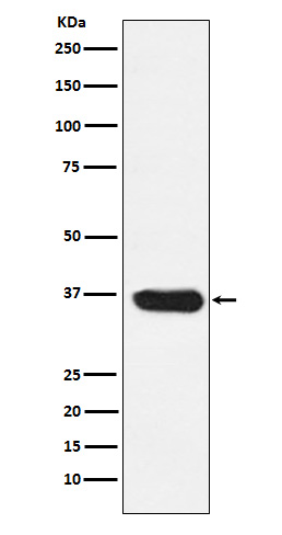 LDHA Rabbit mAb