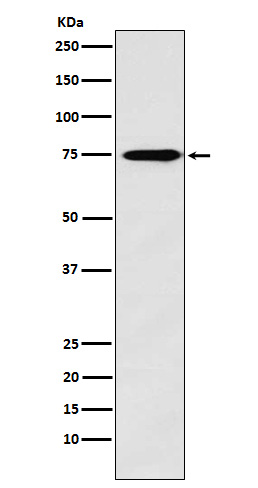 Synapsin II Rabbit mAb