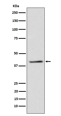 TRIB3 Rabbit mAb