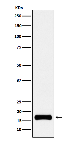 ISG15 Rabbit mAb