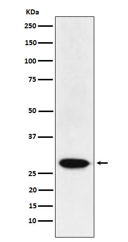 MAD3 Rabbit mAb