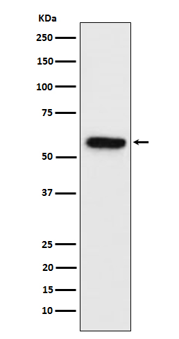 Synapsin II Rabbit mAb