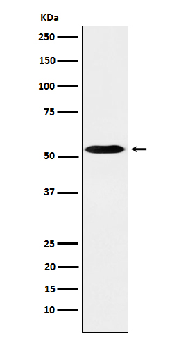 PKA R2 Rabbit mAb